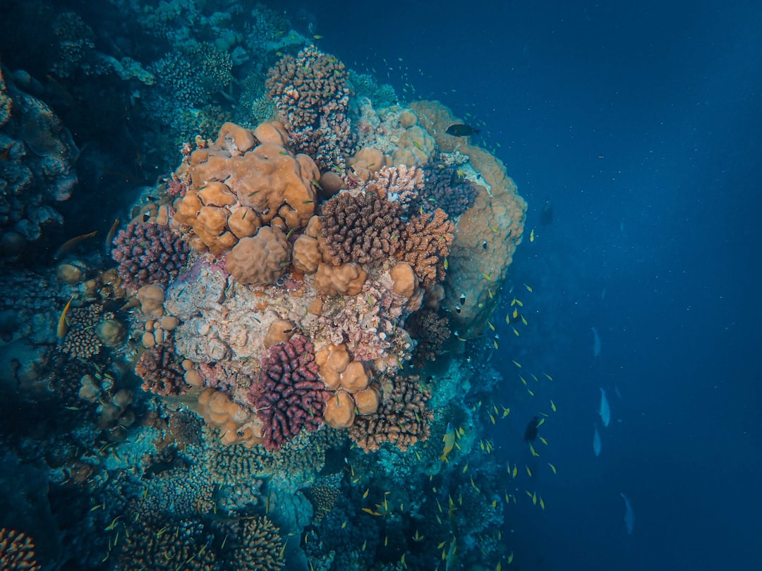 Hard coral formations, Dahlak reef