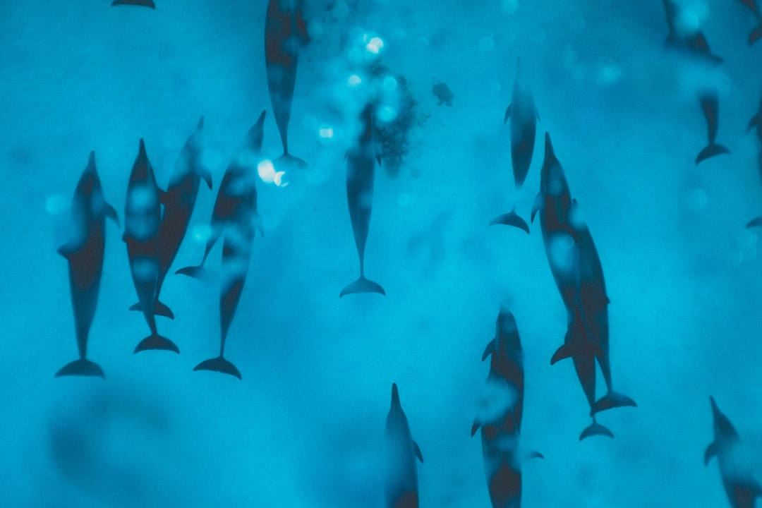 Reef fish schooling over coral